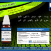 Chicory-08 (Cichorium Intybus) - Image 3